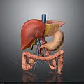 3D Rendered Human Organs Anatomical Model Showing Liver Stomach Intestines Structure And Vascular System