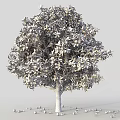Garden Accent Vibrant Orange Tree Bearing Ripe Fruits And Lush Green Leaves