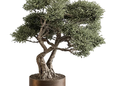 Bonsai Plant With Twisted Trunk And Exposed Roots In Brown Pot 3d model