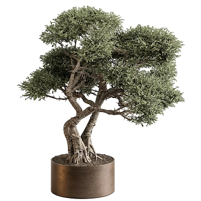 Bonsai Plant With Twisted Trunk And Exposed Roots In Brown Pot 3d model