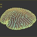 Modern Coral Red Coral White Coral Blue Coral 3d model