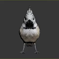 Unique Crested Bird With Grey And White Head Brown Body On Dark Background