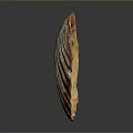 Scallop Shell With Brown White Patterns Textured Surface On Dark Background