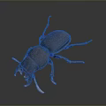 Dark Brown Beetle With Shiny Exoskeleton And Extended Antennae On Dark Background