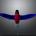 Colorful Bird with Red Body Blue Wings and Black Head on Gray Background