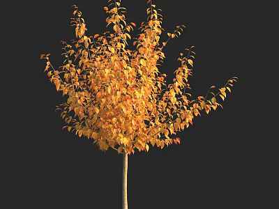 Autumn Tree With Vibrant Yellow Leaves And Lush Foliage On Black Background 3d model