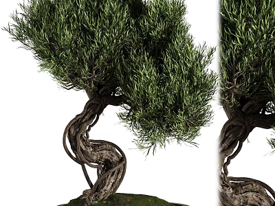 Artistic Bonsai Tree With Twisted Trunk And Lush Green Foliage Design 3d model