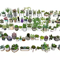 Diverse Bonsai and Potted Plants with Different Decorative Pots for Indoor Outdoor Decor
