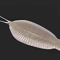 Aquatic Animal With Flat Body Fan Shaped Shell And Long Tail Spine On Dark Background