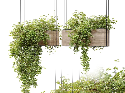 Hanging Basket Plants In Wooden Planters With Lush Trailing Greenery And Dense Leaves 3d model