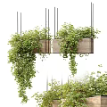 Hanging Basket Plants In Wooden Planters With Lush Trailing Greenery And Dense Leaves