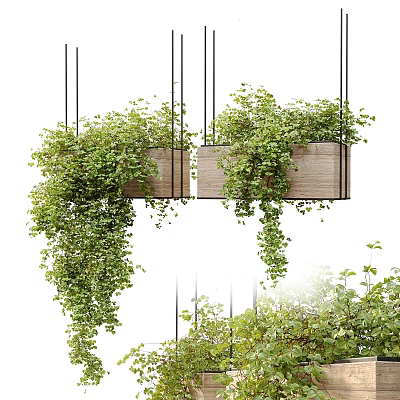 Hanging Basket Plants In Wooden Planters With Lush Trailing Greenery And Dense Leaves 3d model