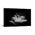 Minimalist Black and White Flower Plant Painting Framed On Brown Wall