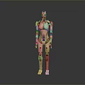 Humanoid Robot With Mechanical Body And Internal Biological Organs Standing In Gray Background