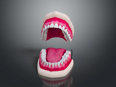 Human Teeth Dental Model Displaying Upper And Lower Jaw White Teeth Pink Gums 3d model
