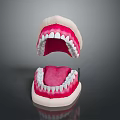 Human Teeth Dental Model Displaying Upper And Lower Jaw White Teeth Pink Gums