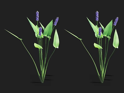 Vibrant Aquatic Plants With Long Green Leaves And Purple Spiked Flowers 3d model