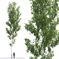 Tall Birch Trees With Lush Green Foliage And White Trunks In Natural Scene