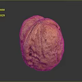 Modern Walnut Cotton Walnut Hemp Walnut Iron Walnut Melon Seeds Keppel Walnut 3d model