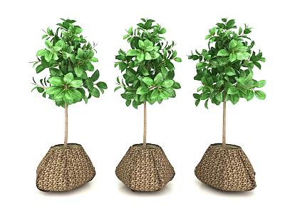 Modern potted plants 3d model