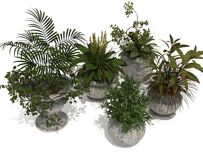 Various Types of Indoor Plants with Diverse Leaf Shapes in Different Pots 3d model