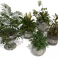 Various Types of Indoor Plants with Diverse Leaf Shapes in Different Pots