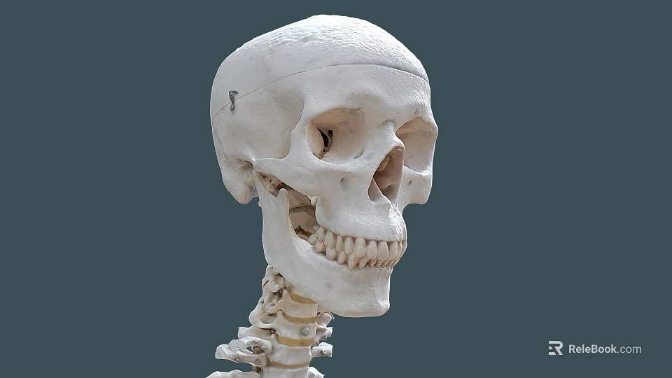 Medical Device Detailed Human Skull Anatomical Model for Anatomy Teaching Education Training 3d model 