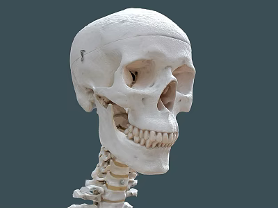 Modern Skull Human Skull Neck 3d model