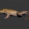 Frog with green brown spotted skin large eyes webbed feet on dark reflective surface