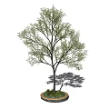 Arbor With Green Leaves And Straight Trunk On Circular Base With Grass 3d model