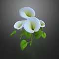 Beautiful White Calla Lily Plant With Fresh Blooms And Vibrant Green Leaves