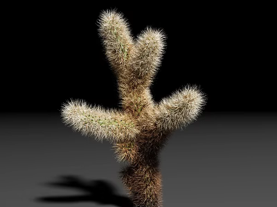 Fuzzy Succulent Plant with Multiple Branches and Spiny Stems on Black Background 3d model