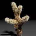 Fuzzy Succulent Plant with Multiple Branches and Spiny Stems on Black Background