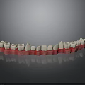 3D Rendered Dental Organ Model Featuring White Teeth And Red Gums Design