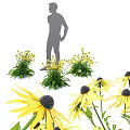 Rudbeckia fulgida Shrub With Yellow Flowers And Green Leaves For Garden Landscape