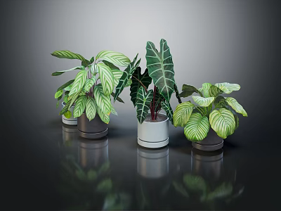 Various Indoor Plants With Green And White Striped Leaves On Black Surface With Reflections 3d model