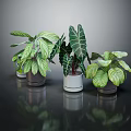 Various Indoor Plants With Green And White Striped Leaves On Black Surface With Reflections
