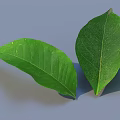 Close Up View Of Two Green Leaves With Visible Veins And Natural Texture