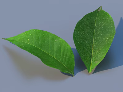 Close Up View Of Two Green Leaves With Visible Veins And Natural Texture 3d model