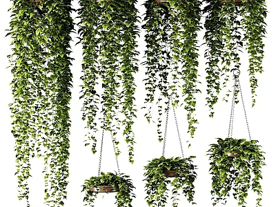 Lush Hanging Basket Plants With Cascading Green Leaves For Indoor Decoration 3d model