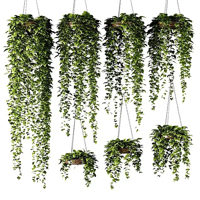 Lush Hanging Basket Plants With Cascading Green Leaves For Indoor Decoration 3d model