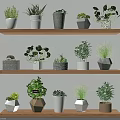Indoor Green Potted Plants Display with Various Pots on Wooden Shelves