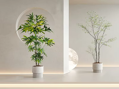 Modern Indoor Bonsai Plants in White Pots with Circular Wall Decor and Minimalist Style 3d model