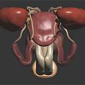 Urinary System Organ Model With Kidneys Ureters Bladder In Red White On Black Background