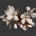 Beautiful Pink Cherry Blossom Blooms With Fresh Buds On Branch