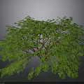 Isolated 3D Tree Model With Green Foliage Lush Canopy And Brown Trunk