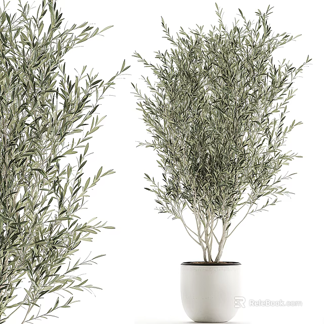 Elegant Potted Olive Tree with Lush Green Leaves in White Ceramic Pot 3d model 