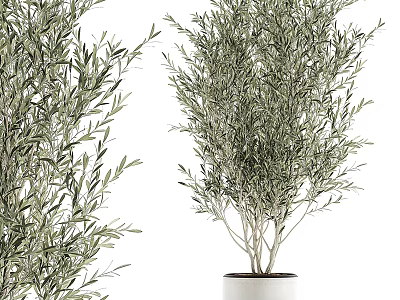 Elegant Potted Olive Tree with Lush Green Leaves in White Ceramic Pot 3d model