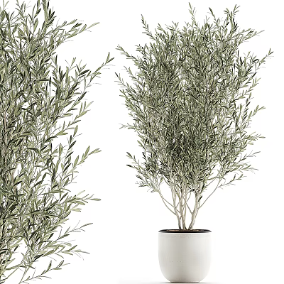 Elegant Potted Olive Tree with Lush Green Leaves in White Ceramic Pot 3d model