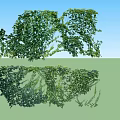 Lush Arbor Vines with Dense Green Leaves for Decorative Landscaping Projects